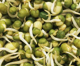 Sprouted Lentil Pancakes